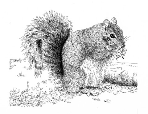 Gray Squirrel Coloring Page